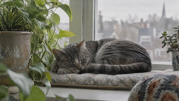 CBD-Öl für Katzen: was du vor dem Kauf wissen solltest