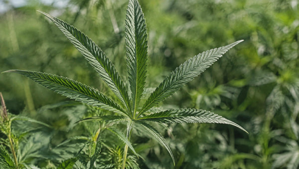 CBD Wirkung: Wie wirkt Cannabidiol im Körper?