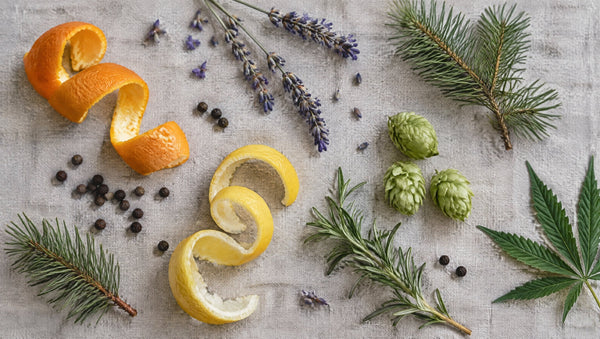 Terpene in CBD-Öl: Linalool, Beta-Caryophyllen und mehr