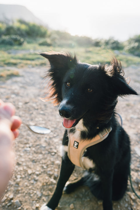 Hund