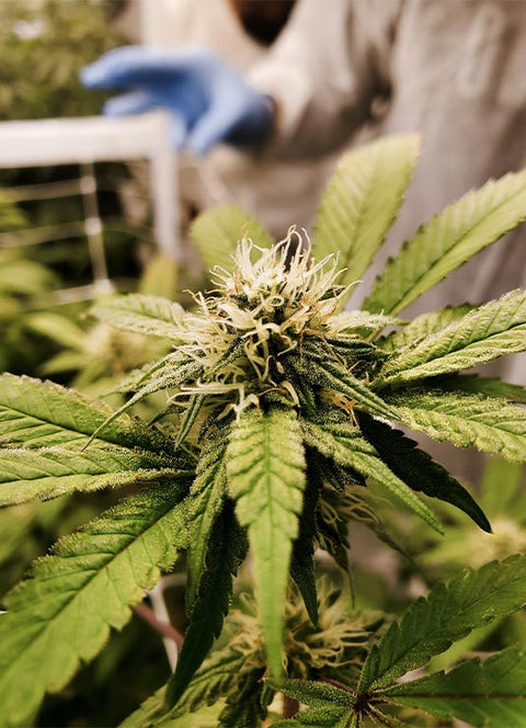 CBD-Produkte