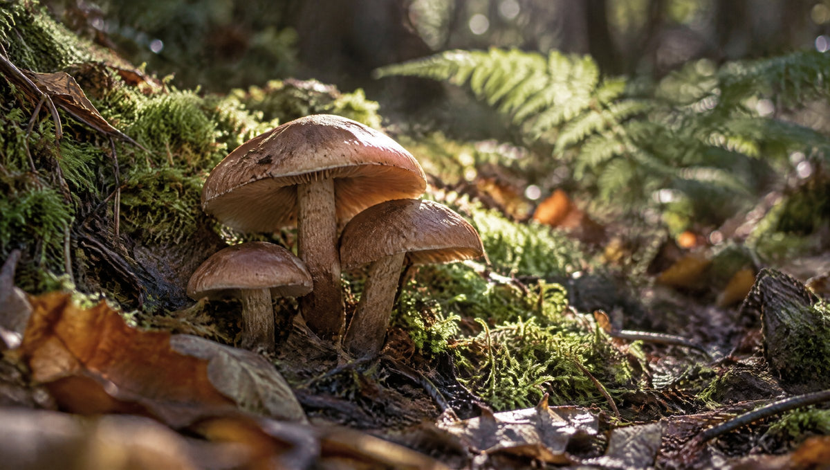 Mehrere Waldpilze zwischen Moos und Farn im Sonnenlicht des Waldbodens.