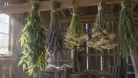 Bündel aus Hanf, Lavendel, Kamille, Schafgarbe und Rosmarin hängen zum Trocknen in einer alten Scheune.