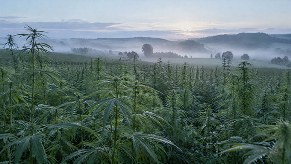 Cannabisöl kaufen: Unterschied zu CBD-Öl und was frei verkäuflich ist