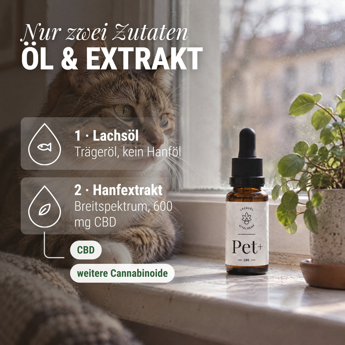 CBD Pet+ für Hunde & Katzen: Nur zwei Zutaten Öl & Extrakt